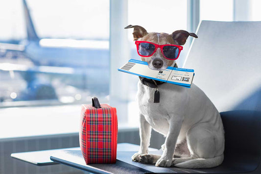 Adventures on the Road: Traveling with Your Furry Companions - PackLite Gear